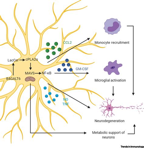 The Role Of Astrocytes In Cns Inflammation Trends In Immunology
