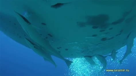 Manta Ray Underwater Hd Video Youtube