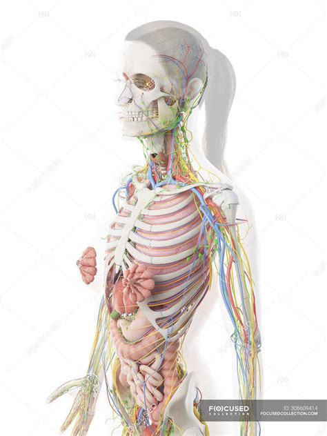 Female Body Diagram Organs The Female Muscular System Laminated Anatomy Chart Our Experts