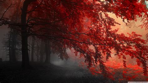 Wallpaper Sunlight Trees Landscape Forest Nature Red Plants