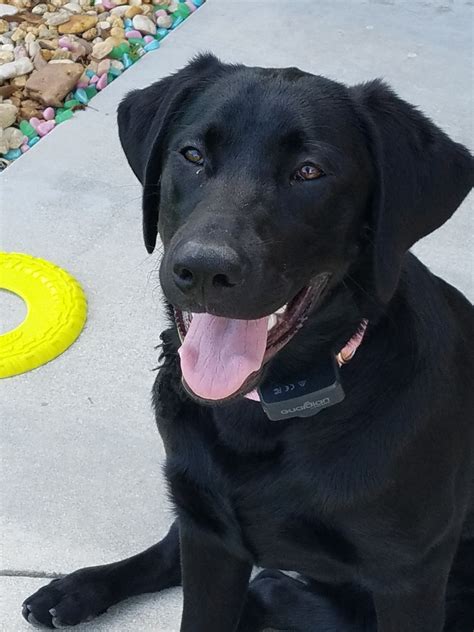 Bonding with a labrador retriever means you'll have a pal for life (and so will your friends and neighbors). Labrador Retriever Puppies For Sale | Cape Coral, FL #190958