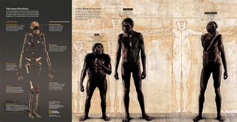 Is Homo Naledi Really A New Homo Species Business Insider