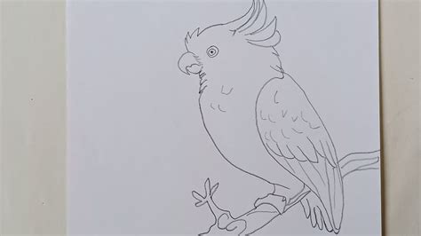 how to draw a cockatoo bird step by step easy drawing cockatoo bird drawing 7arts youtube
