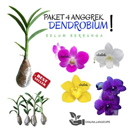 Jenis Gambar Bunga Anggrek