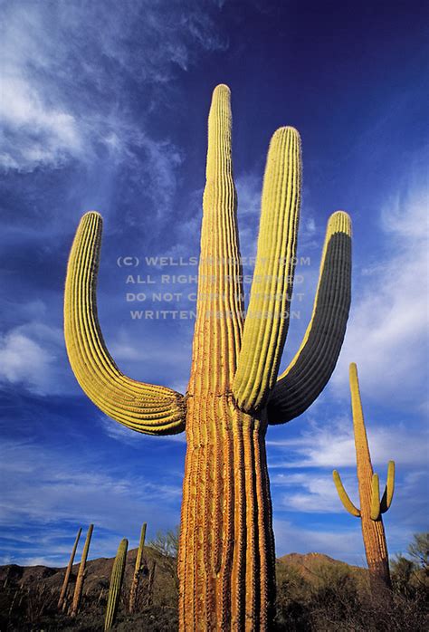 Photo Of The Saguaro Cactus At Saguaro National Park Tucson Arizona