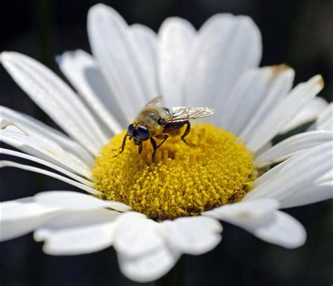Bees are attracted to flowers, but they are more attracted to some flowers than others. Plant right flowers to attract birds, bees and butterflies