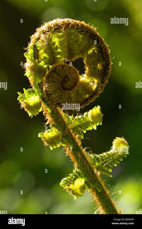 Unfurling Bracken Pteridium Aquilinum Fern Leaf Frond Stock Photo Alamy