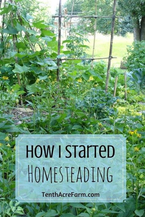 How I Started Homesteading Homesteading Urban Homesteading Backyard