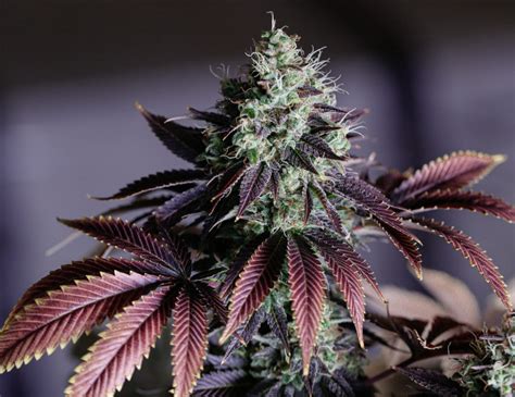 Blue Dream Strain What You Need To Know Emjay Blog