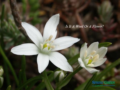 Star Of Bethlehem Flower Or A Weed Spring Green Blog