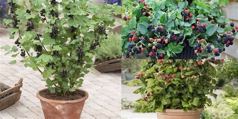 Growing Raspberry Plants In Pots Raspberry