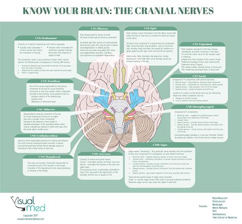 cranial nerves 12 amazing ways to be mind blown cranial nerves nursing school tips