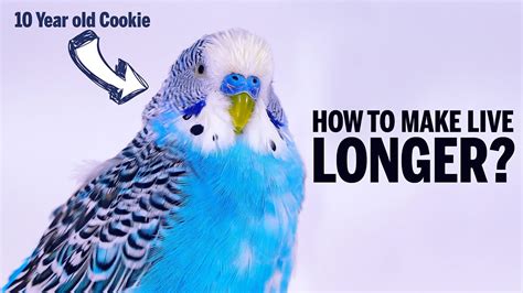 How To Make A Budgie Live Longer Youtube