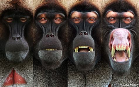 This Photo Sequence Shows The Progression Of A Threat Display By An Adult Male Gelada Baboon In