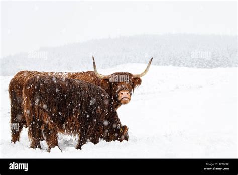 Highland Cattle In The Snow Stock Photo Alamy