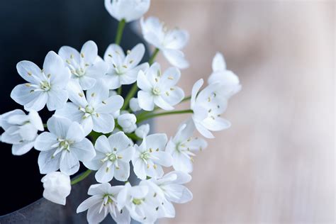 1920x1080 Wallpaper White Petaled Flower Peakpx