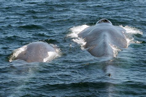 facts about blue whales whale and dolphin conservation australia