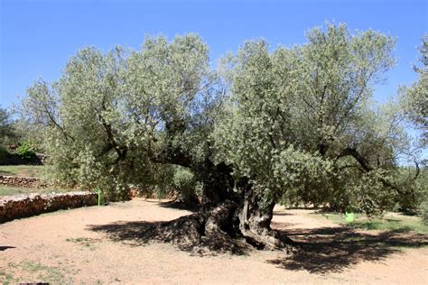 The Oldest Olive Trees — The Levant News