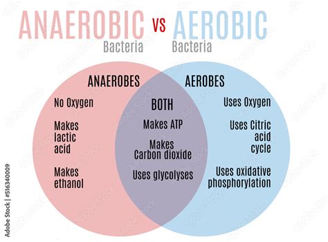 Aerobic Vs Anaerobic Bacteria Venn Diagram Ilustración De Stock