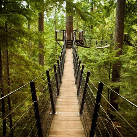 Capilano Suspension Bridge Park A Thrilling Adventure In Vancouver