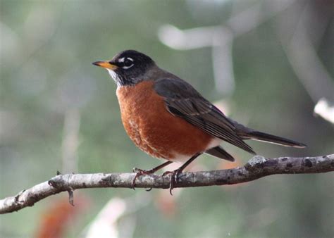 Discover Birds Tennessee Birds