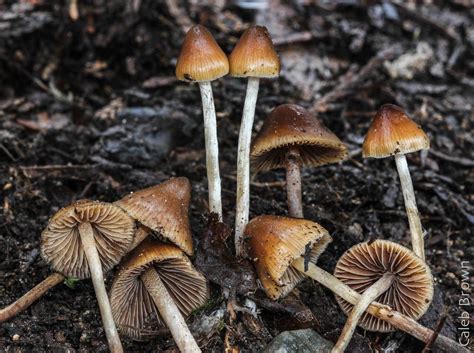 mushroom observer species list active psilocybin fungi of washington state 306