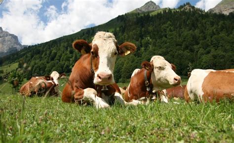 The Role Of Animals In Organic Farming On Trend
