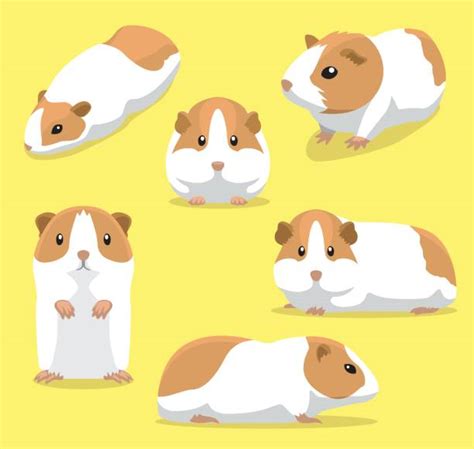 Guinea Pig Clip Art Vector Images And Illustrations Istock