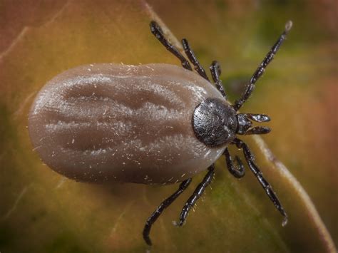 Transmits rickettsia rickettsii (rocky mountain spotted fever). Brown Dog Ticks - Treatment, Removal, Facts - PestWorld