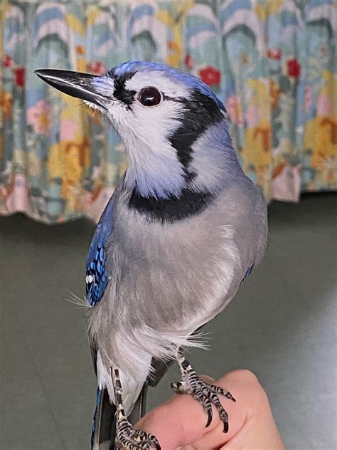 Fantastic Furry & Feathered Friends — Sweetbriar Nature Center
