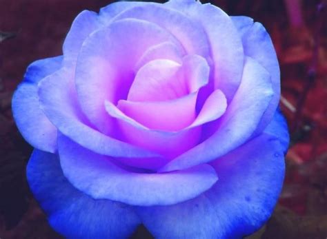 Which Beautiful Blue Flower Poll Results Beautiful Pictures Fanpop