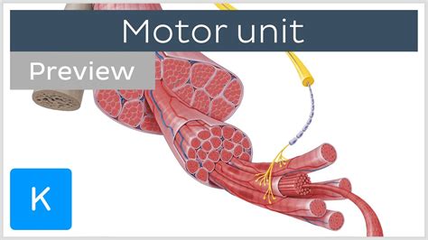 Motor Unit Motor Neurons And Skeletal Muscle Fibers Preview Human
