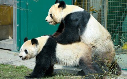Sie können 14 stunden am stück, und das mit unterschiedlichen partnerinnen. Panda-Paarung im Tiergarten Schönbrunn | VET-MAGAZIN.com