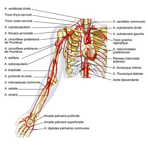 Tronc Supra Aortique Ue5 Anatomie Tutorat Associatif Toulousain