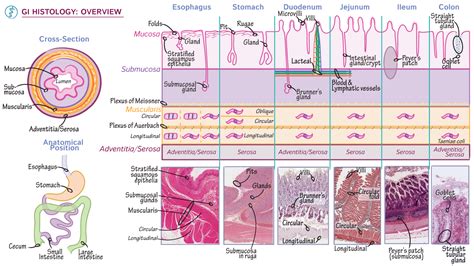Gastrointestinal System Overview Of Gi Histology Ditki Medical