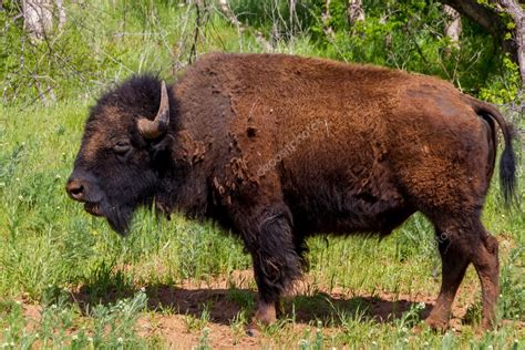 An Iconic Wild Western Symbol The American Bison Bison Bison Also