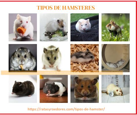 Tipos De Hamster