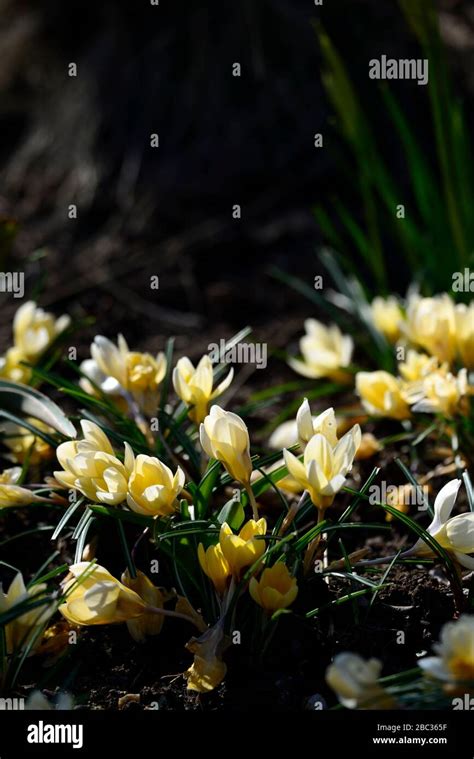 Cream Coloured Crocus Hi Res Stock Photography And Images Alamy