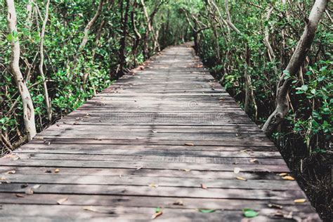 Tree Tunnel Wooden Bridge In Mangrove Forest Stock Photo Image Of