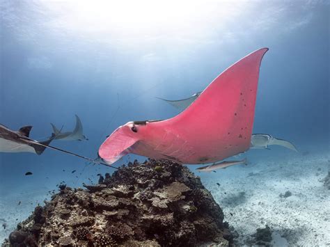 Rare Pink Manta Ray Spotted By Unsuspecting Photographer In Great