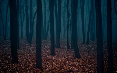 Wallpaper Sunlight Forest Dark Mist Atmosphere Tree Autumn