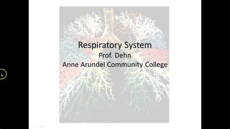 Respiratory Physiology Part 2