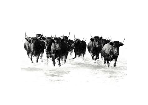 Black Bulls Of The Camargue Wall Art Prints By Michelle Detering Minted