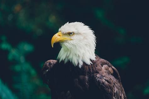 How Much Do You Know About Our National Bird The Bald Eagle The