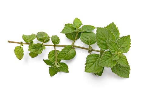 A Green Sprig Of Mint Stock Photo Image Of Background 15465250
