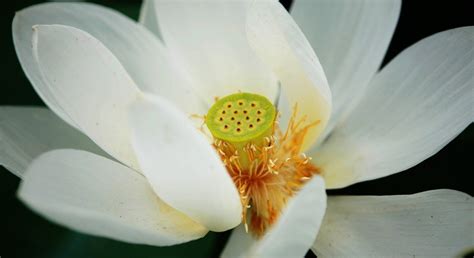 Wildflower Flower Lotus Botanical Free Image Download