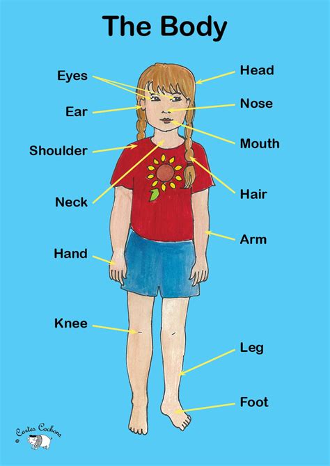 English Parts Of The Body