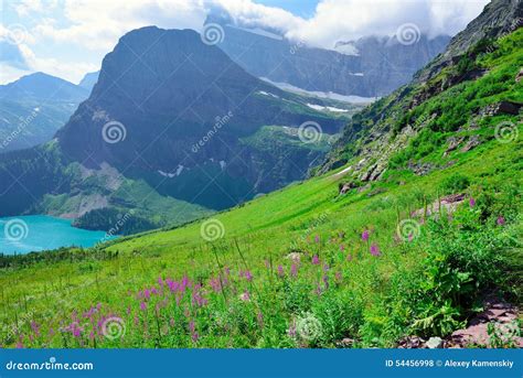Wild Flowers And High Alpine Landscape Of The Grinnell Glacier Trail In