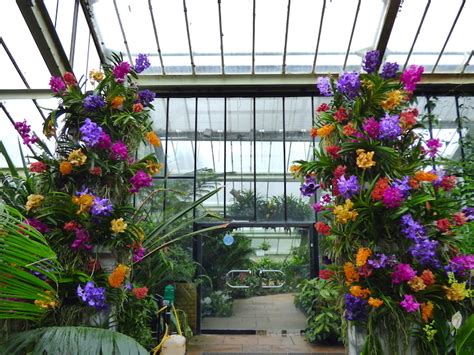 Check spelling or type a new query. Last Chance To Visit This Year's Beautiful Orchid Festival ...