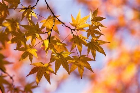 Autumn Foliage Maple Branches Hd Wallpaper Rare Gallery